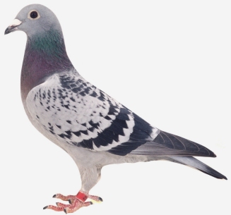 mealy pigeons - Pigeon-Talk